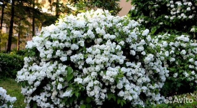 Саженцы сортового махрового жасмина