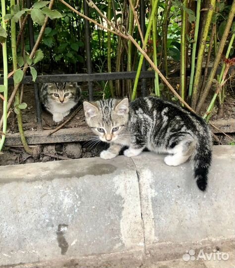 Красивому котенку с мраморной спинкой нужен дом