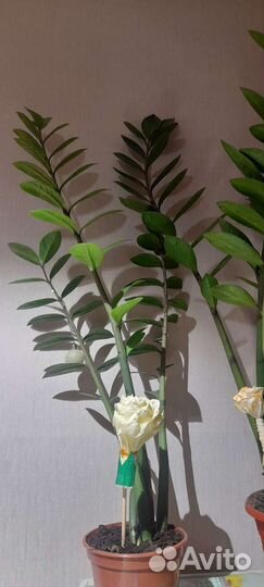 Замиокулькас