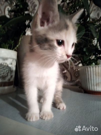 Котëнок в дар
