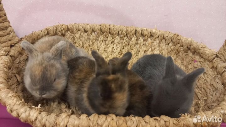 Миниатюрные карликовые кролики