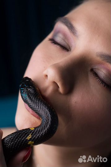 Аренда змеи/лошади на фотосессию