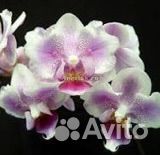 Орхидея бабочка