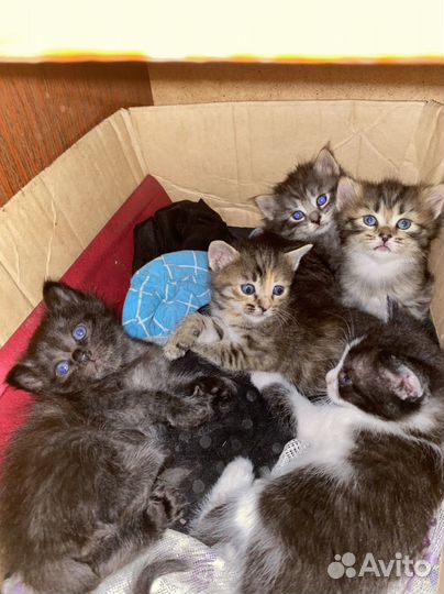 Котята в добрые руки