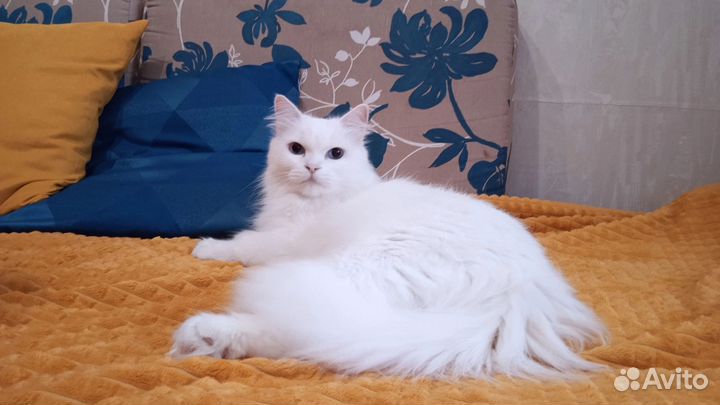 Кошка в добрые руки