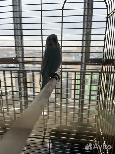 Попугай корелла с клеткой