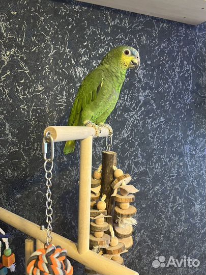 Венесуэльский Амазон