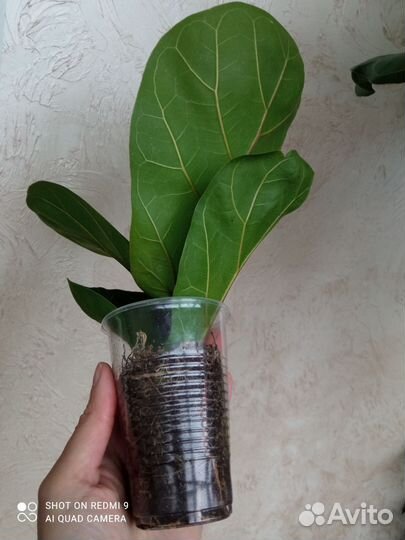 Фикусы