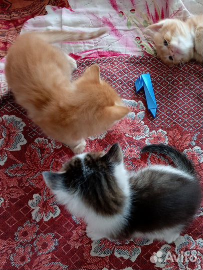 Отдам котенка в добрые руки