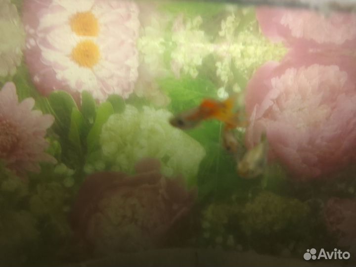 Рыбки гуппи