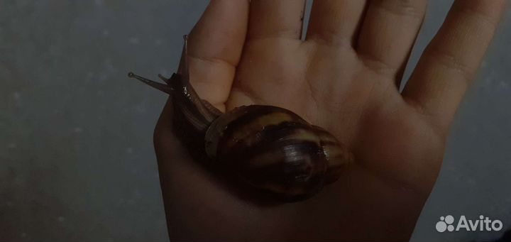 Архахатина