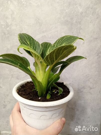 Филодендрон биркин