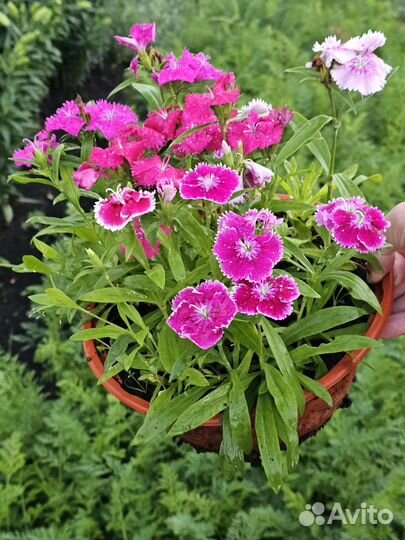 Гвоздика многолетняя