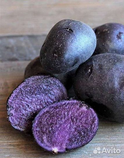 Картофель фиолетовый семенной Гурман
