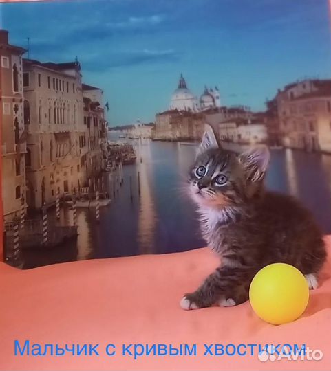 Отдаются хвостики в ответственные руки