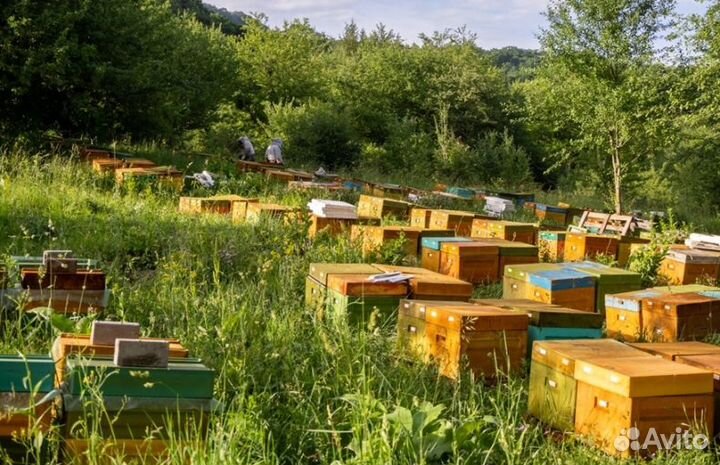 2023 года Мед Алтайский опт