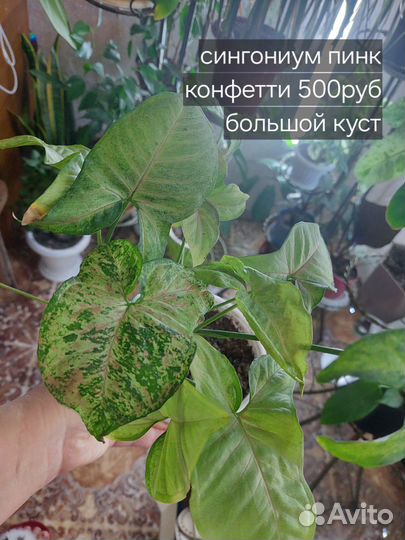 Сциндапсус,сингониум