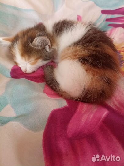 Котята в добрые руки 3 месяца