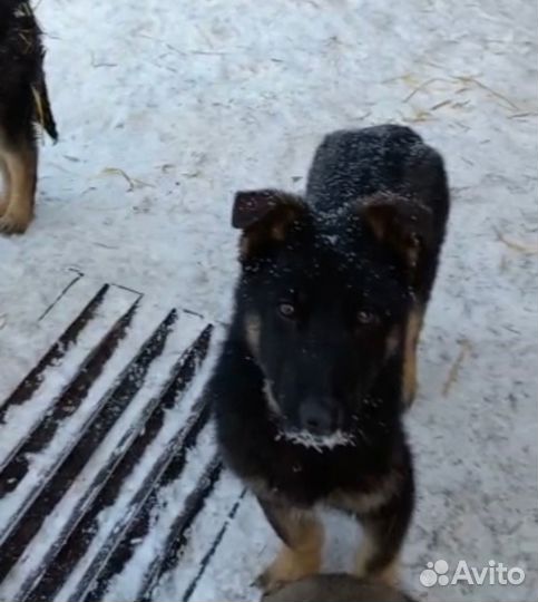 Щенки мальчик И девочка ищут дом