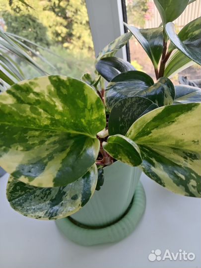 Комнатные цветы