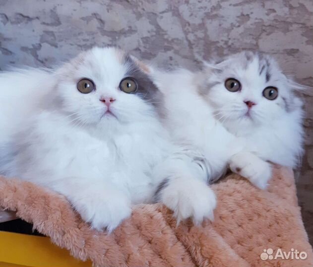 Шотландская