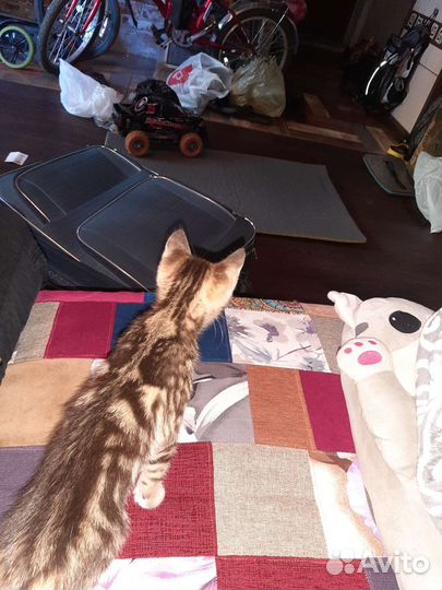 Кошка:и брат:.1250 Для щастя:и достатка.в Доме