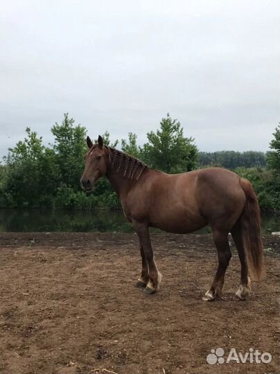 Жеребчик, годовичок