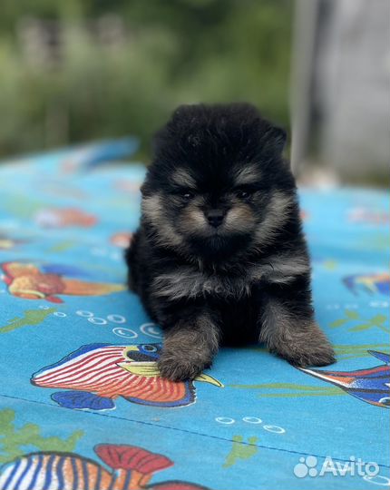 Померанский шпиц