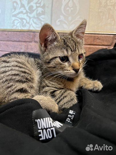 Пираты Балтийского моря (котята, 3 месяца)