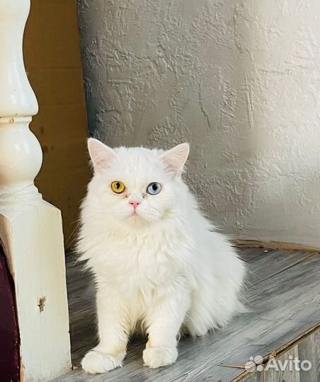 Кошка с разными глазами