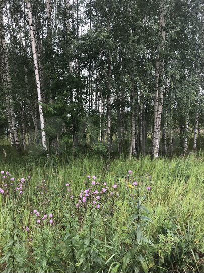 Участок 10 сот. (СНТ, ДНП)