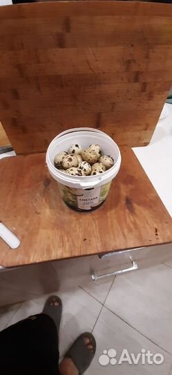 Техаский перепел