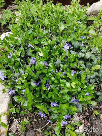 Барвинок, яснотка, гвоздика травянка