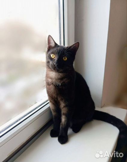 Молодой котик