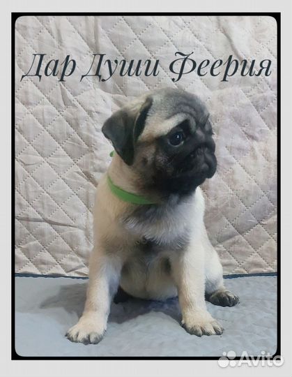 Мопса щенки с документами РКФ