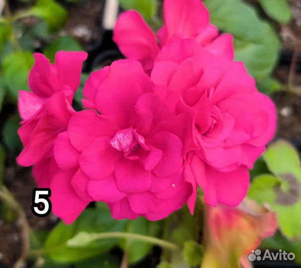 Пеларгония