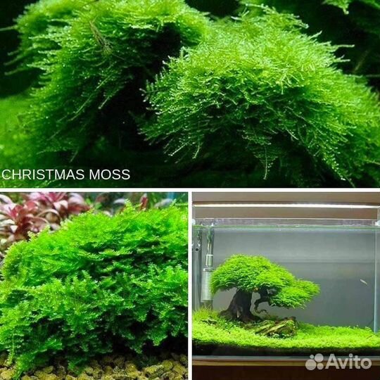 Мох аквариумный