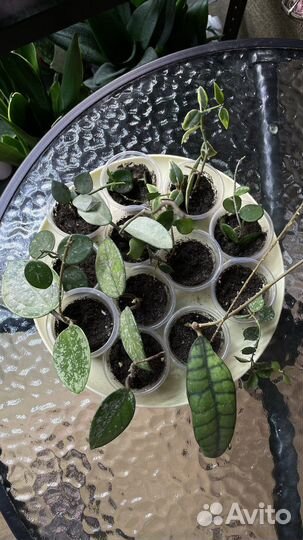 Хойи, дисхидии сортовые