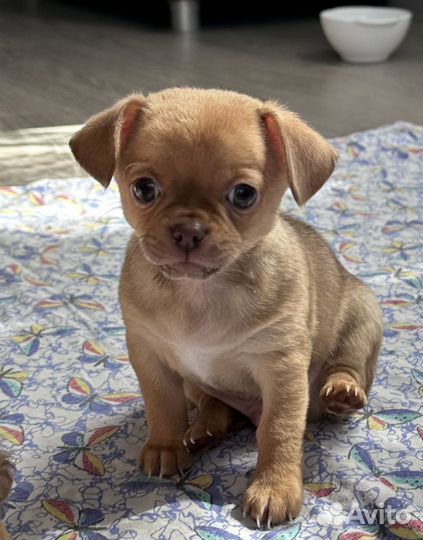 Чихуахуа мини мальчик