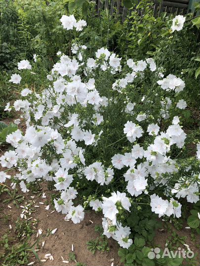 Мальва мускуссная, папоротник, молодило