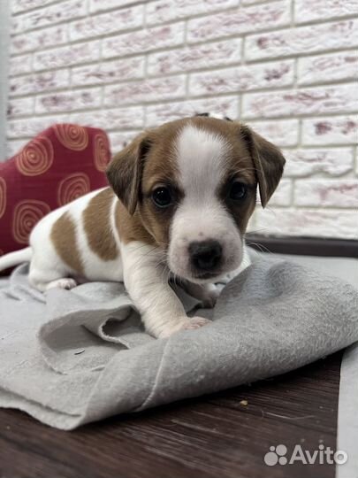 Джек Рассел терьер