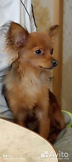 Русский той-терьер мини