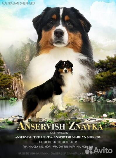 Презентация собак