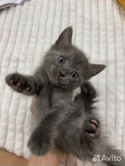 Котенок(мальчик)