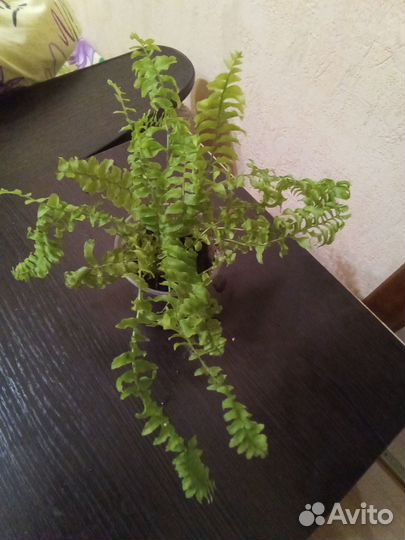 Комнатные растения