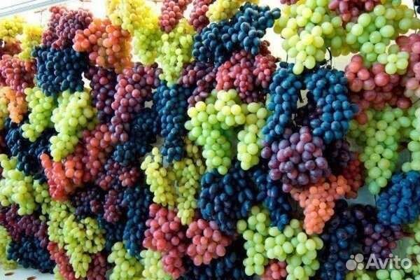 Обрезка винограда