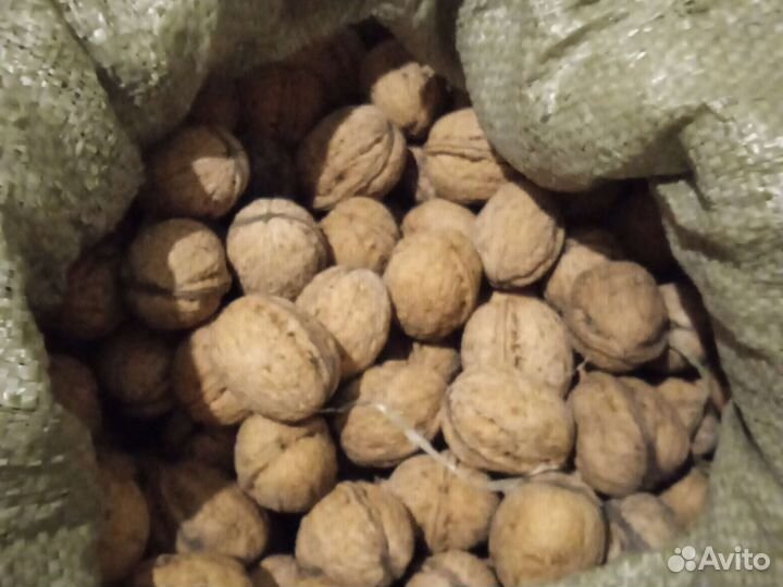 Орех грецкий 2022года