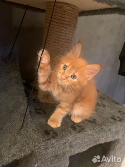 Котята мейн-кун