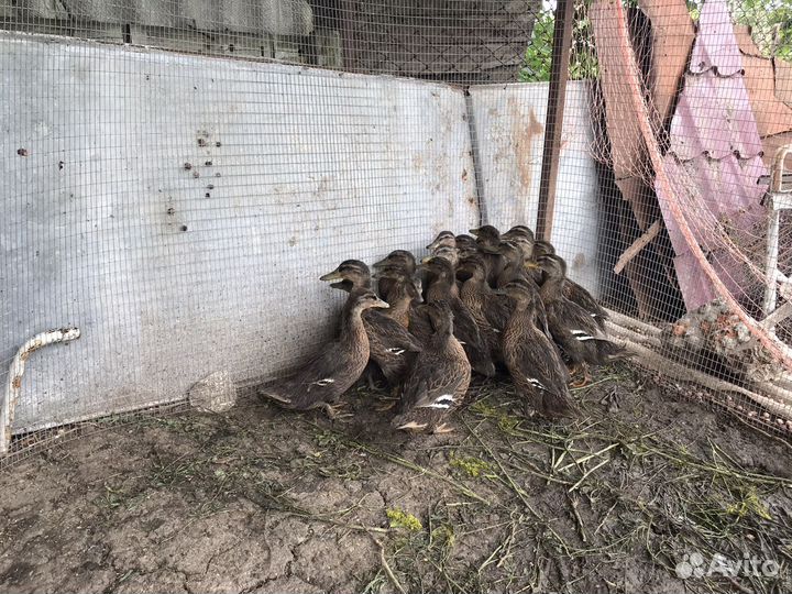 Утята дикой утки