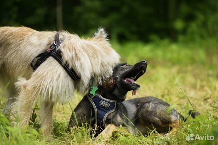 Собака в добрые руки